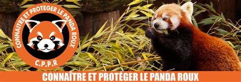 CPPR – Connaître et Protéger le Panda Roux